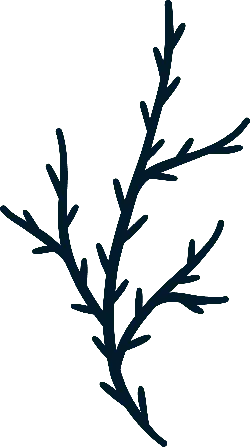 Seaweed - growth - green - Transparent Layer PNG