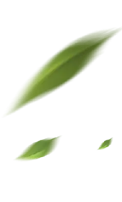Green Leaves - plant - Highly Rated PNG