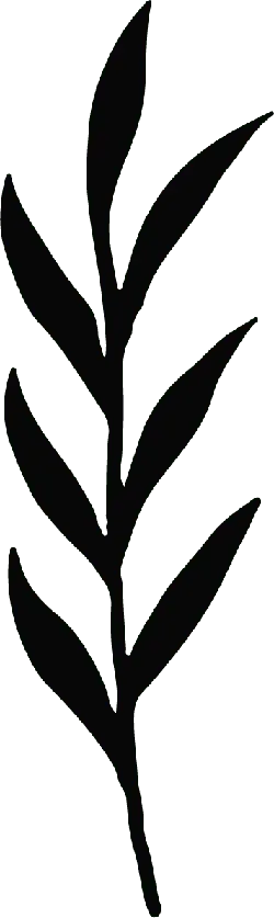 Laurel Leaf - plant - High Download Count PNG