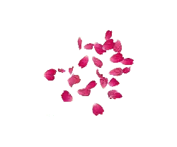 Petals - natural - Transparent Layer PNG