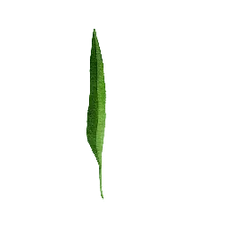 Willow Leaf - High Resolution PNG