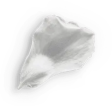 Petal - white - nature - Transparent Layer PNG