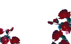 Red Rose - love - High Download Count PNG