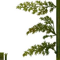 Bamboo - plant - Fast Download PNG