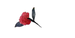 Red Rose - PNG