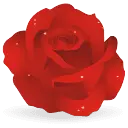 Rose - love - beautiful - PNG
