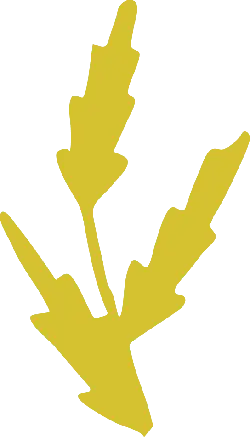 Clover - growth - High Quality PNG