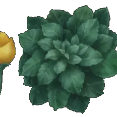 Rose - rose - yellow - Free Download PNG