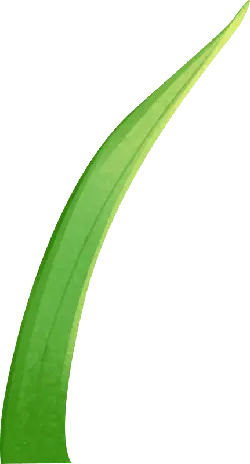 Plant Leaf - Recommended PNG
