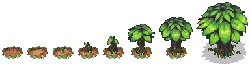Tree Growth Stages - growth - Transparent Layer PNG