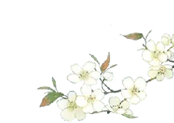 Plum Blossom - High Download Count PNG