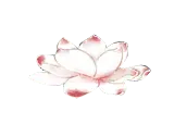 Lotus Flower - plant - flower - Free PNG
