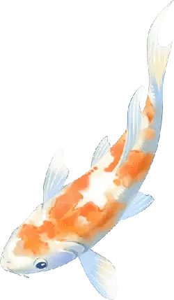 Koi Fish - koi - black - PNG Images