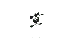 Grass Calligraphy - ink - No Watermark PNG