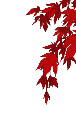 Red Maple Leaf - background - Transparent Layer PNG