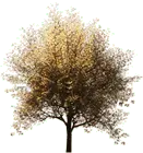 Tree - Free Download PNG