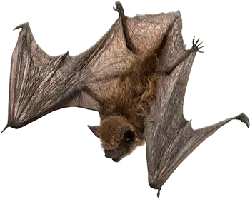 Tadarida brasiliensis - Trending PNG