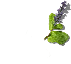 Mint - flowers - High Resolution PNG