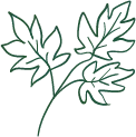 Leaf - leaf - No Background PNG