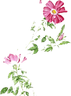 Rose - Curated PNG - High Quality PNG