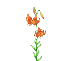 Lily - plant - No Background PNG