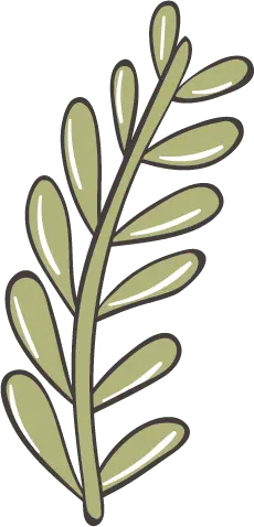 Olive Leaf - Free for Commercial Use PNG