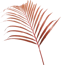 Palm Leaf - brown - No Watermark PNG