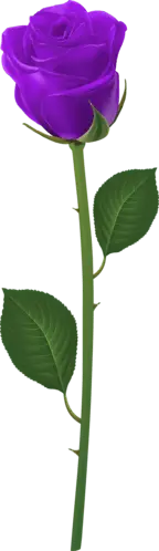 Purple Rose - plant - Curated PNG