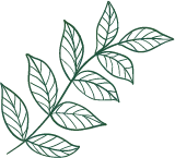 Leafy Branch - leaf - Free PNG