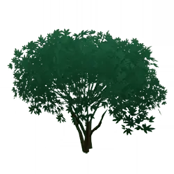 Tree - Designer's Pick PNG - PNG