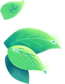 Green Leaves with Water Droplets - fresh - Transparent Layer PNG
