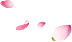 Pink Petals - No Background PNG - nature
