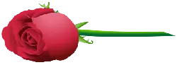 Red Rose - valentine's day - PNG