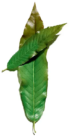 Leaves - Designer's Pick PNG