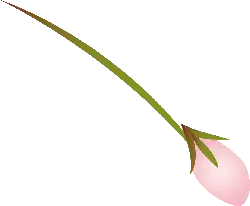 Lossless PNG - Cherry Blossom - flower