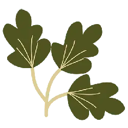 Clover - PNG Images - ecology