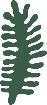 Fern - decorative - PNG