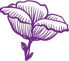 Purple Flower - line drawing - plant - High Resolution PNG
