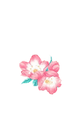 Peach Blossom - Transparent Background PNG - flower