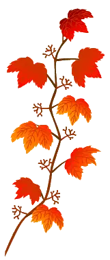 Maple Vine - leaf - Transparent Background PNG