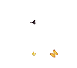 Butterfly - Transparent Background PNG - beautiful
