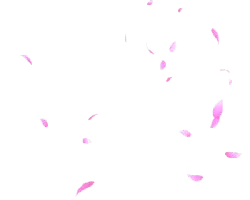 Pink Petals Falling - pink - Popular Download PNG