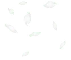 Feathers - lightweight - High Resolution PNG