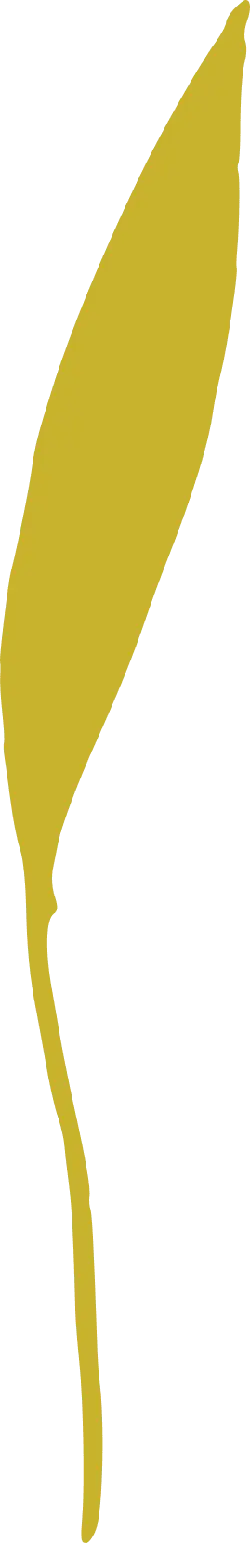 Leaf - Fast Download PNG - No Background PNG
