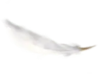 Feather - birds - natural - High Resolution PNG