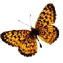 Common Leopard - colorful - Transparent Background PNG
