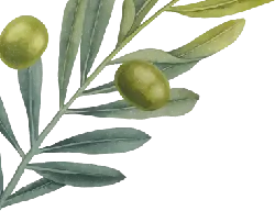 Olive Branch - leaves - High Resolution PNG