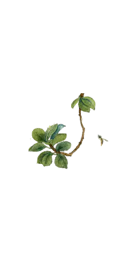 Plant Branch - life - Transparent Layer PNG
