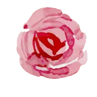Pink Rose - High Resolution PNG - No Background PNG