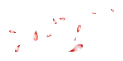 Pink Petals - Highly Rated PNG - Designer's Pick PNG